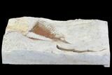 Long Huntonia Tail - From Giant Trilobite! #94647-3
